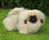 Pekingese 9W010D-014